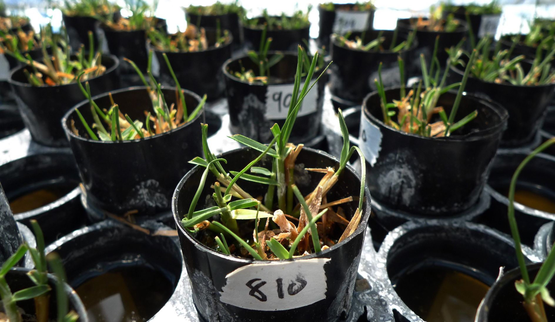 Wash U. studying salt tolerance in plants